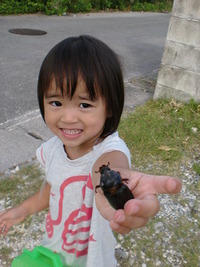 要は害虫であるが・・・ 2012/07/01 06:53:36
