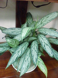 植物 2012/05/27 08:50:59