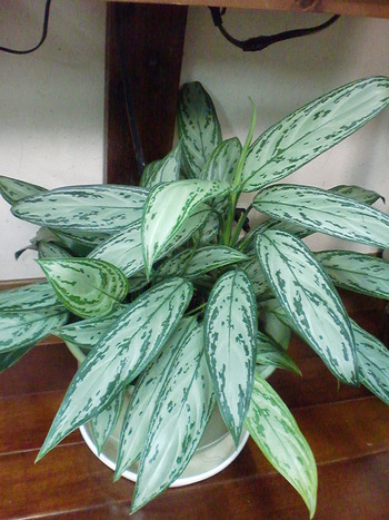 植物