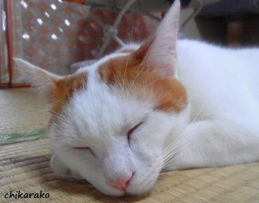 猫と私の見えない会話