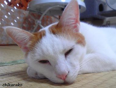 猫と私の見えない会話