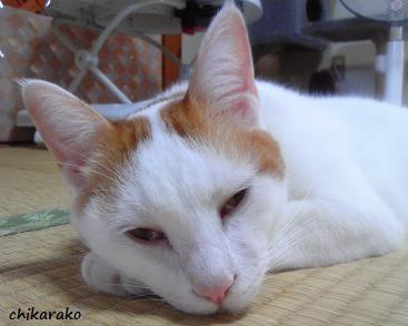 猫と私の見えない会話