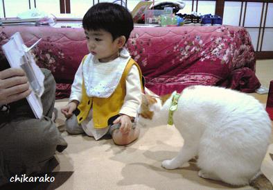 甥っ子と猫！絵本に夢中～