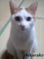 ペンダントが気になる猫のチャー♪