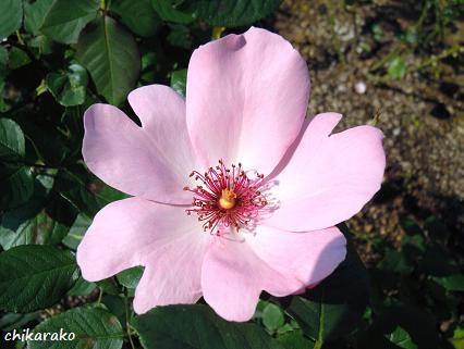 ハートの花弁＆親友の誕生日♪