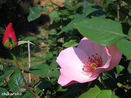 ハートの花弁＆親友の誕生日♪