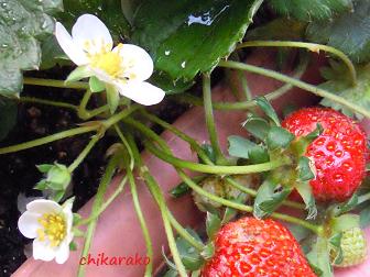 苺の花 ♪