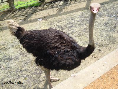 時速７０キロで走る鳥！