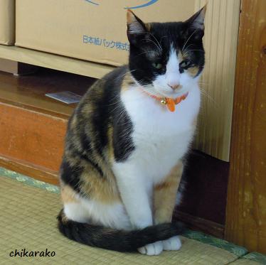 私を観察する三毛猫のクロ・・・