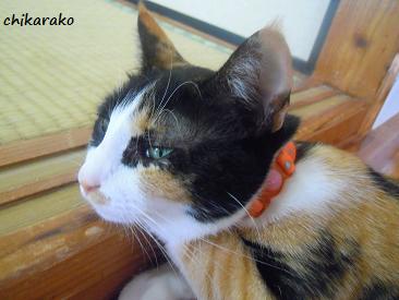 三毛猫“クロ”の気持ち