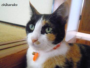 三毛猫“クロ”の気持ち