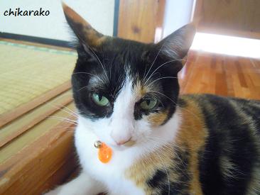 三毛猫“クロ”の気持ち