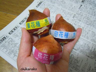 春を運ぶチューリップ！
