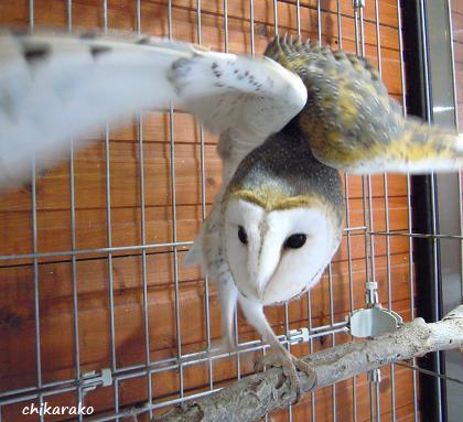 飛べ！フクロウ！