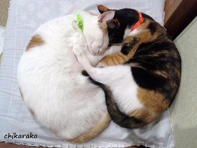 猫は丸くなる ♪