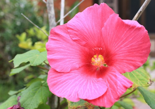 開花