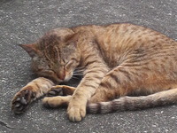 駐車場の猫