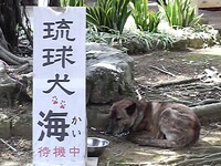 琉球犬
