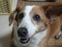 おうちで健康チェック