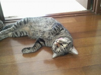 実家の猫たち
