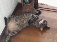 実家の猫たち