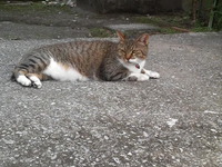 実家の猫たち