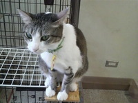 里親さん探してま～す
