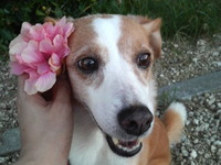花と犬