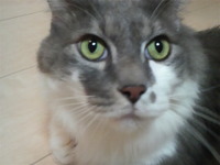 猫のしっぽ