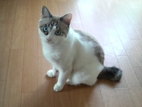 お姫様みたいな