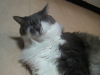 今年お世話になったワンちゃん、猫ちゃん