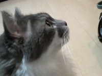 今年お世話になったワンちゃん、猫ちゃん