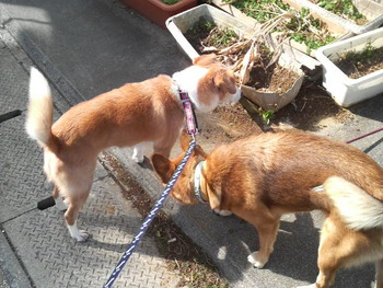 人も犬も。