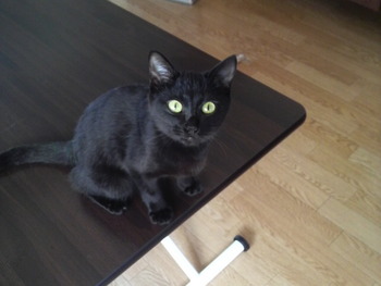 やんちゃな子猫ちゃん