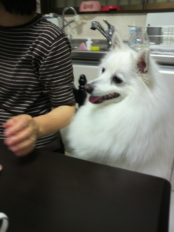 福岡のわんこたち