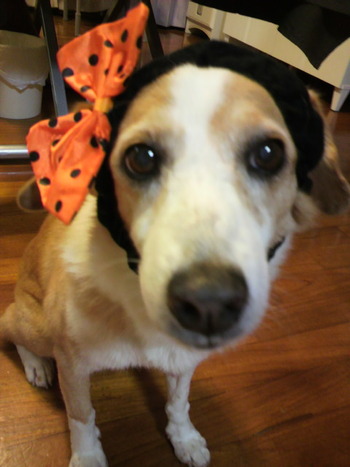 ハッピーハロウィン