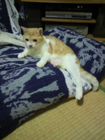でんぐりがえり猫ちゃん