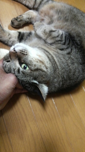 今年お世話になったワンニャン達～