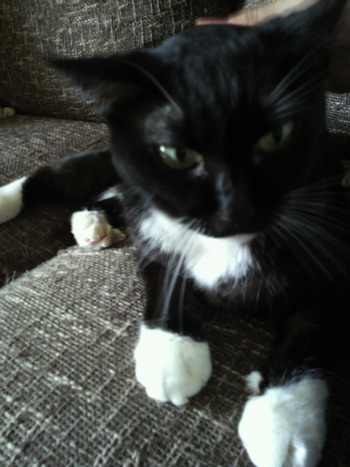 私が猫が欲しくなる時