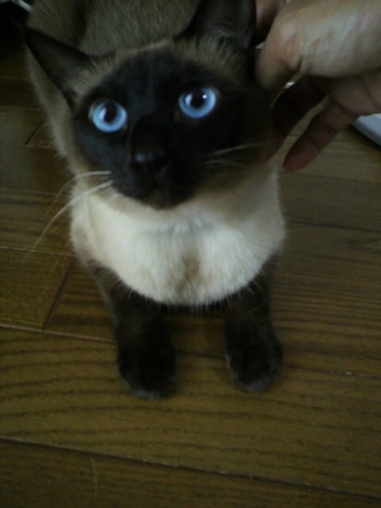 冷蔵庫が好きな