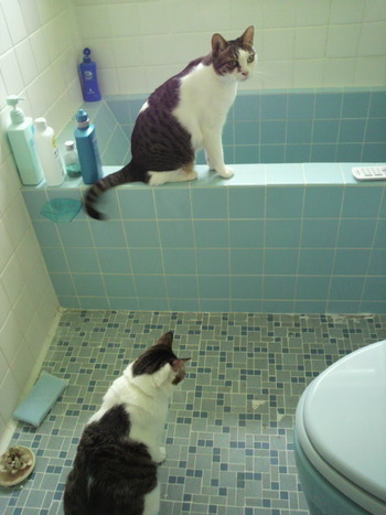 ２匹のお留守番その３