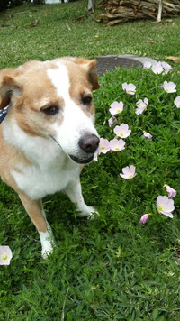 犬バカです