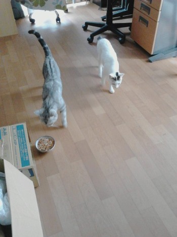 ２匹のお留守番　その2