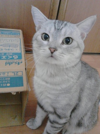 ２匹のお留守番　その2
