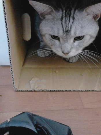 ２匹のお留守番　その2