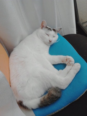 ２匹のお留守番　その2