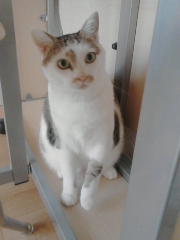 ３匹のお留守番