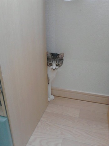 ３匹のお留守番