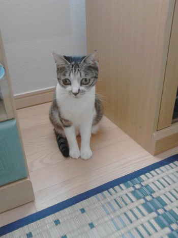 今年お世話になったワンニャン達～