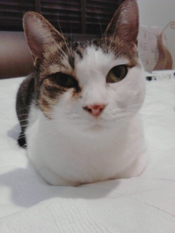かくれんぼが上手なにゃんこ